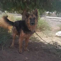 سگ ژرمن موبلند
