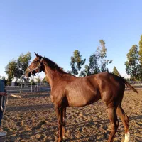 نیازمند کارگر برای باشگاه اسب