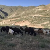 قوچ و بره