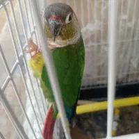 طوطی ملنگو و گرینیچینگ