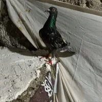 کفتر مسافتی دسگیری ثبت پیگو