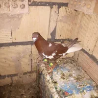 ابلق سیاه وسرخ