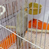 عروس هلندی|پرنده|نسیمشهر, |دیوار