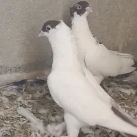 کبوتر هلمت