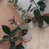 گل های خانگی فیکوس شرابی یاقوتی بلک و پتوس