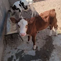 دوعدد گوساله سیمنتال نر به فروش می رسد