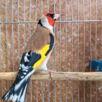 ۱۰ عدد سهره جفتی کت باز کن|پرنده|بروجرد, |دیوار