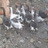 غاز بالغ