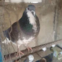 مفلق زره ای