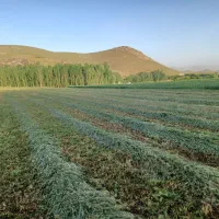یونجه خشک