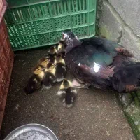 فروش اردک اسرائیلی مادر با ۱۲ جوجه
