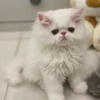 پرشین سوپرفلت پسر ۲/۵ ماهه