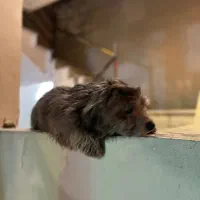 سگ شیتزو|سگ|مشهد, اقبال|دیوار