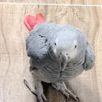 کاسکو|پرنده|یزد, |دیوار