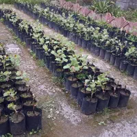 فروش نهال کیوی هاروارد طلایی