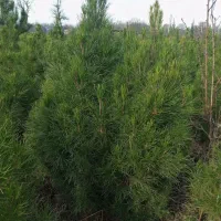 کاج کله قندی مشهد|گل و گیاه طبیعی|کرمان, |دیوار