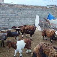 حیوانات مزرعه