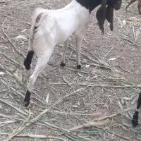 بزغاله نر پاکستانی اصیل