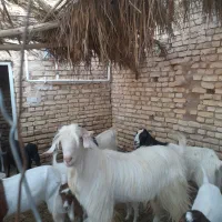 فروش ۳بز شیری با ۸کره ماده پارسال با دوبر ۶۰کیلویی