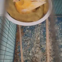 فروش قناری ماده کار