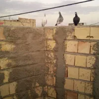 گمشده کفتر|حیوانات|نیشابور, مازول|دیوار