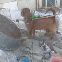 سگ خانگی|سگ|کرمانشاه, |دیوار