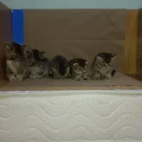 گربه بریتیش و اسکاتیش|گربه|صدرا-فارس, فاز ۱|دیوار