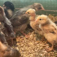 فروش جوجه ۱۰ روزه|حیوانات مزرعه|بابل, |دیوار