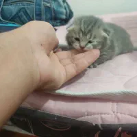 فروش گربه نژاد اسکاتیش فولد