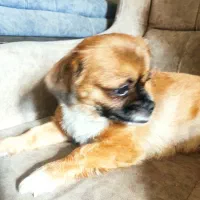 سگ پیدا شده