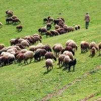 کارگر دامداری و چوپانی و کشاورزی و باغبانی