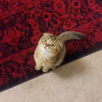 بچه گربه اسکاتیش فولد