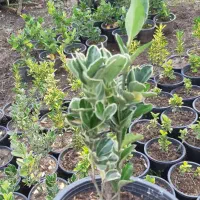 شمشاد|گل و گیاه طبیعی|رانکوه, |دیوار