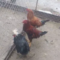 سه خروس ۲عدد۲رگه یک عدد لهستانی