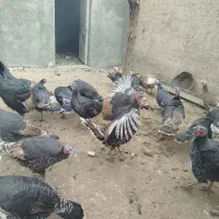 بوقلمون‌محلی‌ماده