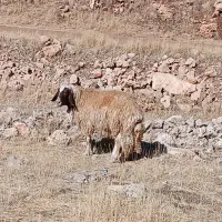 احتیاج به چوپان سالم و کاربلد دارم