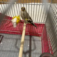 سهره ماده|پرنده|هشتگرد, شهرک بعثت|دیوار