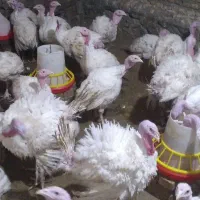 بوقلمون گوشتی