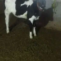 گاوهلشتاین|حیوانات مزرعه|ماهنشان, |دیوار