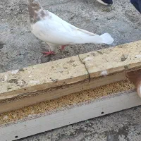 ماده کله کوهی  یا کله الماسی