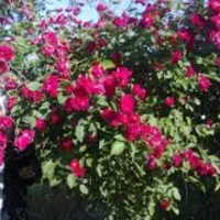 اجاره باغ زیبا برای مراسمات عروسی جشن عقد و...