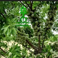 باغ بادام درختان 3،4 ساله