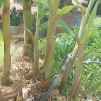 باغداری،گل و گیاه،نخل،نهال