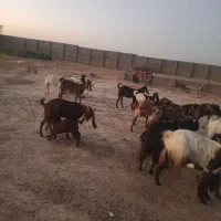 بز و بیگ
