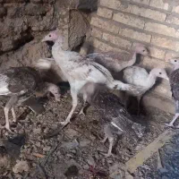 بوقلمون ۴ ماهه کاملا بومی زیر پای بوقلمون بودن|حیوانات مزرعه|مبارکه, |دیوار