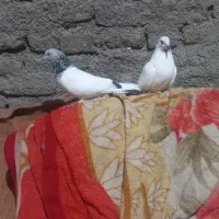 کبوتر نروماده