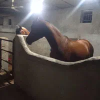 خرید و فروش اسب های زیبایی و کورسی|اسب و تجهیزات اسب‌سواری|بندر گناوه, |دیوار