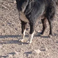 دلبر سیاه به فروش میرسد|سگ|پاسارگاد, |دیوار