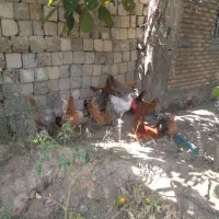 فروش فوری بو قلمون  اردک  مرغ
