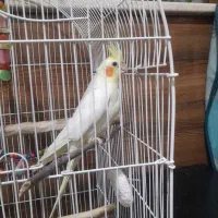 عروس هلندی نر|پرنده|کرج, حیدرآباد|دیوار